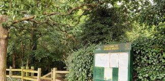 Ainslie Wood