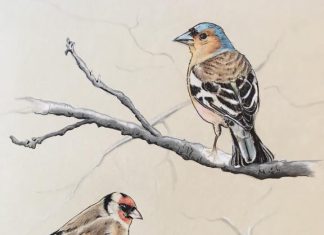 RSPB Big Garden Birdwatch weekend of 23rd-25th January